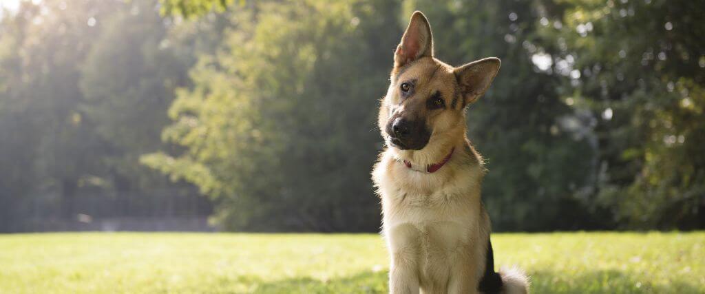 German shepherd, a breed prone to dog osteosarcoma, sitting outside