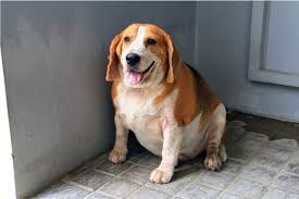 Pet Obesity Awareness Day: 6 Tips to Keep Your Dogs and Cats Healthy