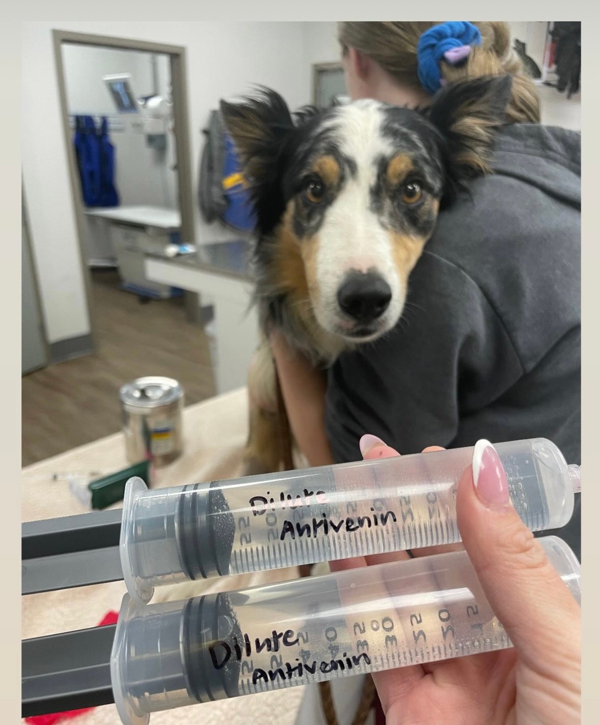 Pet Snakebites in Savannah, GA: Prevention, Symptoms, and Emergency Care