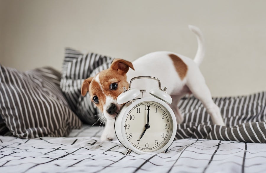 Spring Forward! Some Tips for Pet Owners