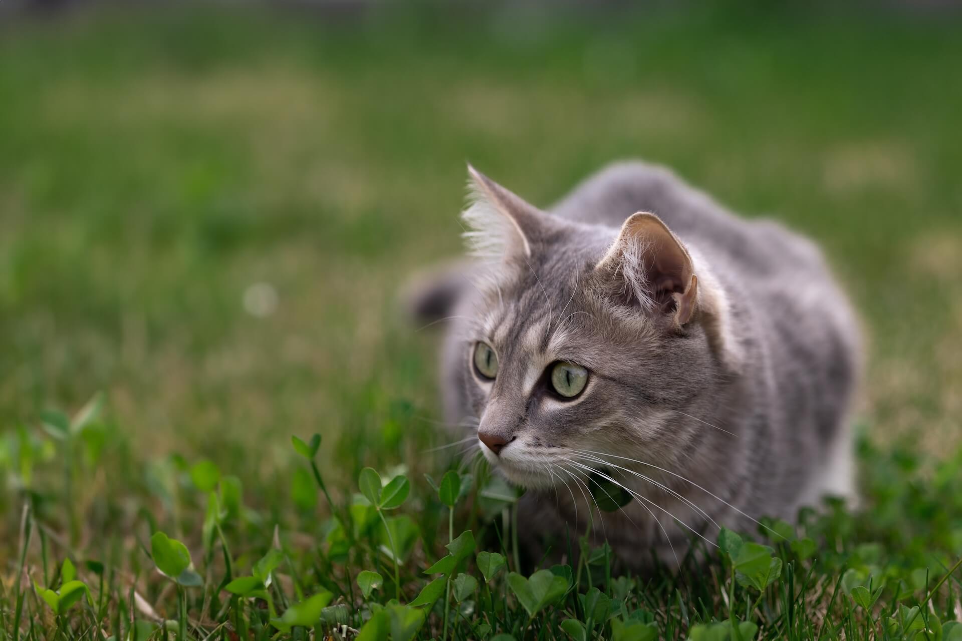 grey cat sneaking around in the grass