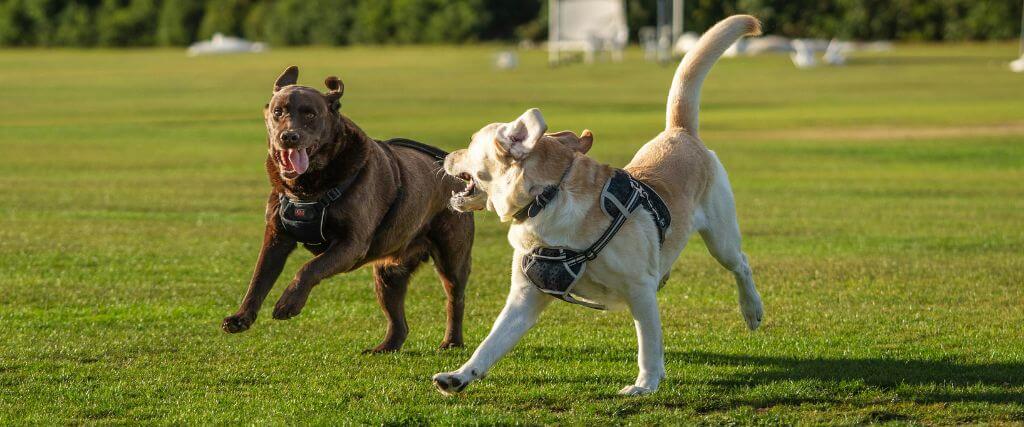 Body Condition Scoring for Pets: How to Tell If Your Pet Is a Healthy Weight