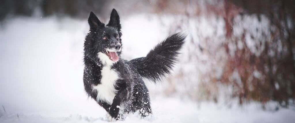 Can Dogs Get Frostbite? What Owners Need to Know to Keep Their Dogs Safe During Cold Weather 