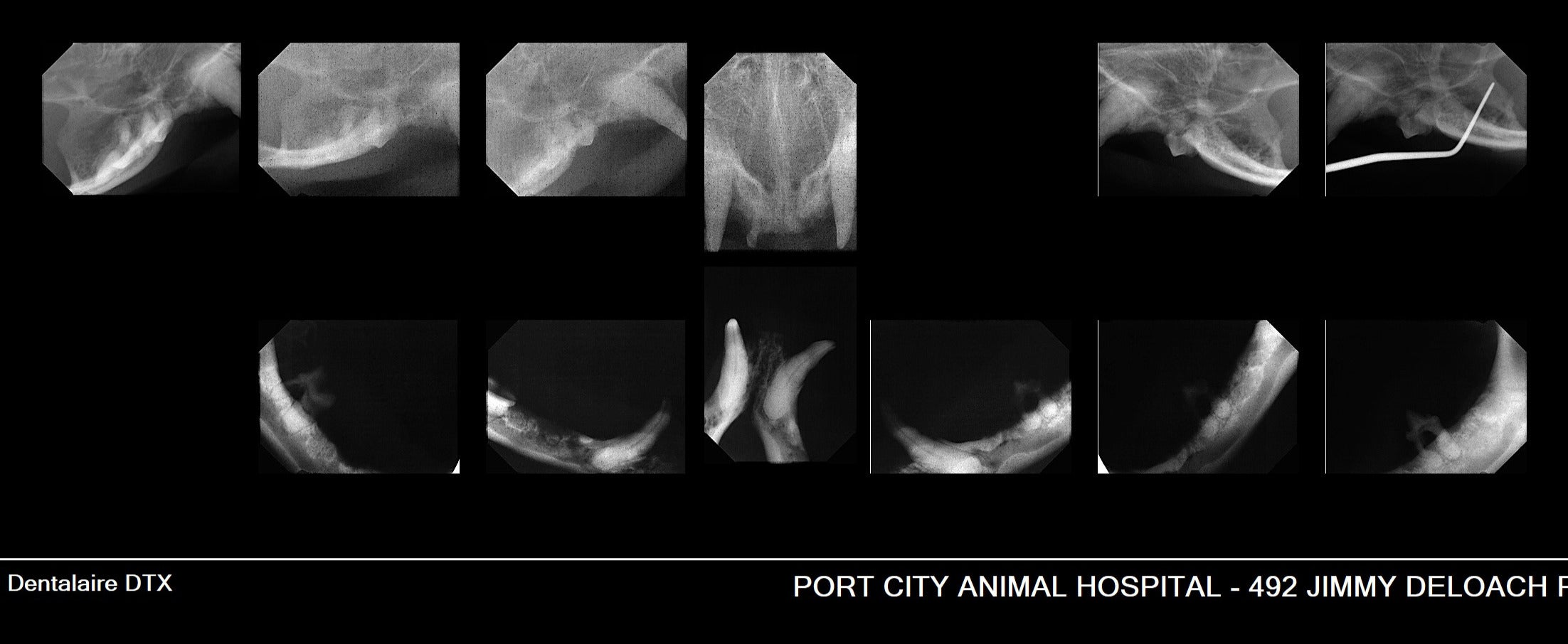 Radiographs-Cat Patient with Stomatitis