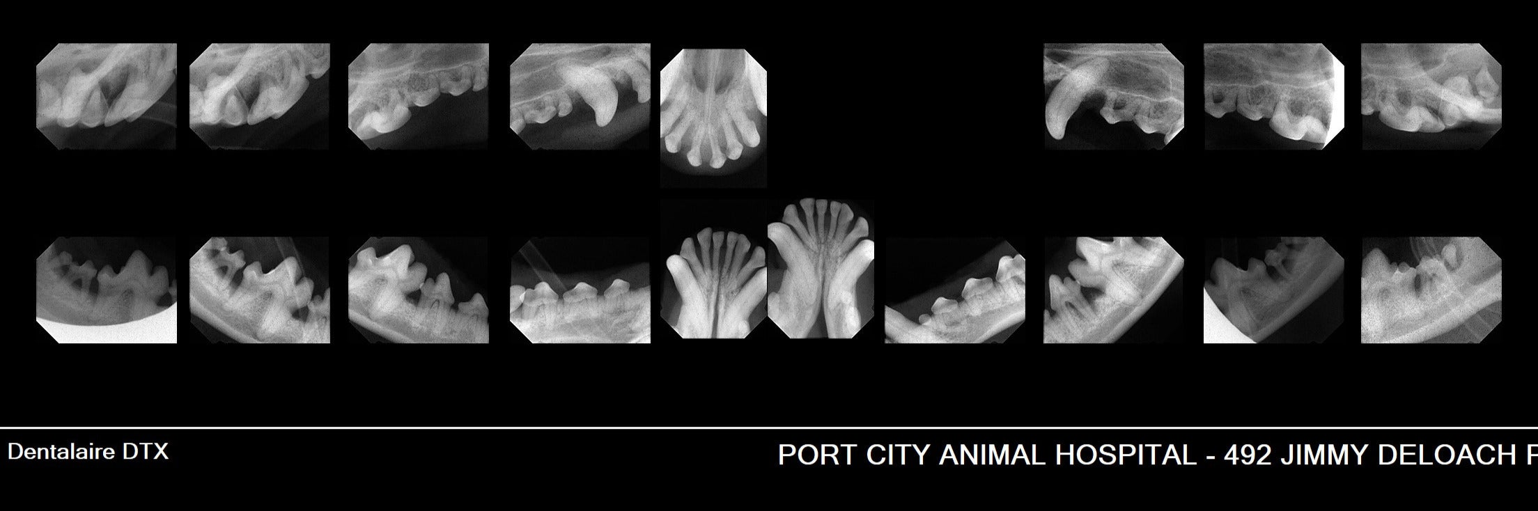 Dog Dental Xray