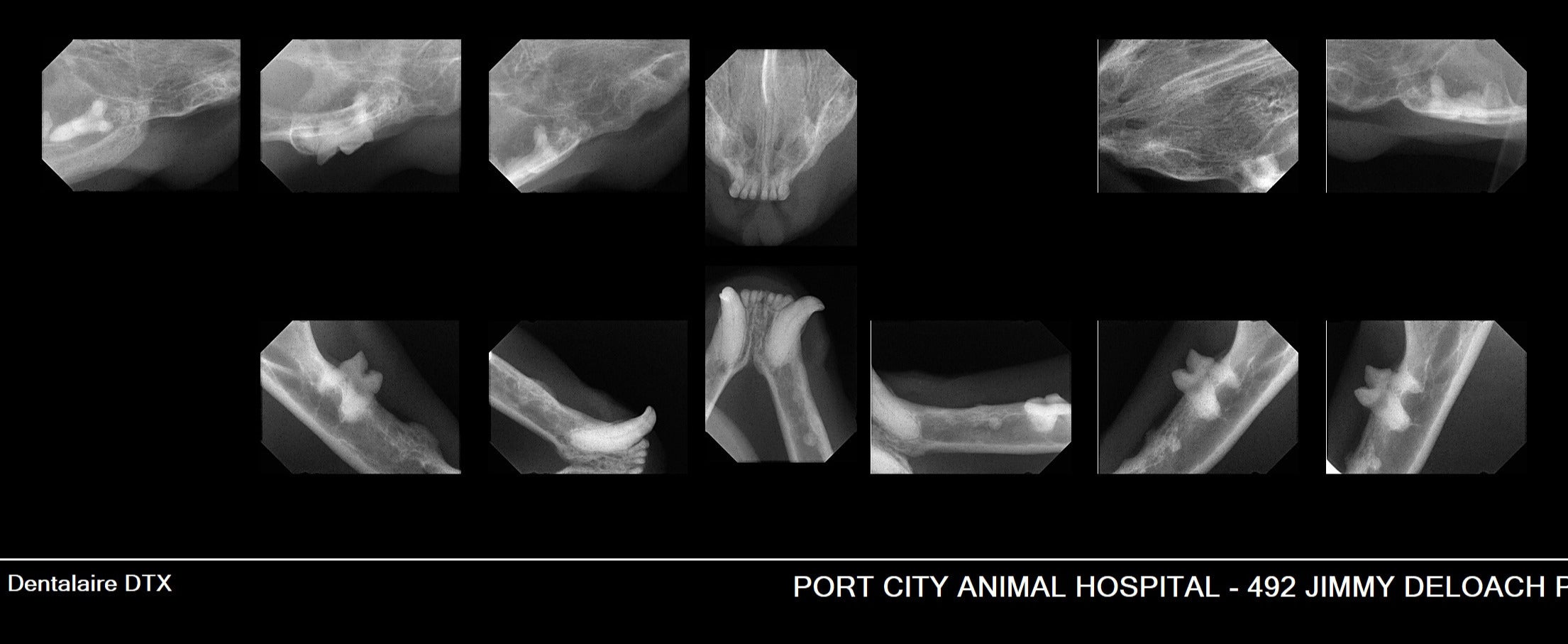 Grade 1 Feline Dental Patient