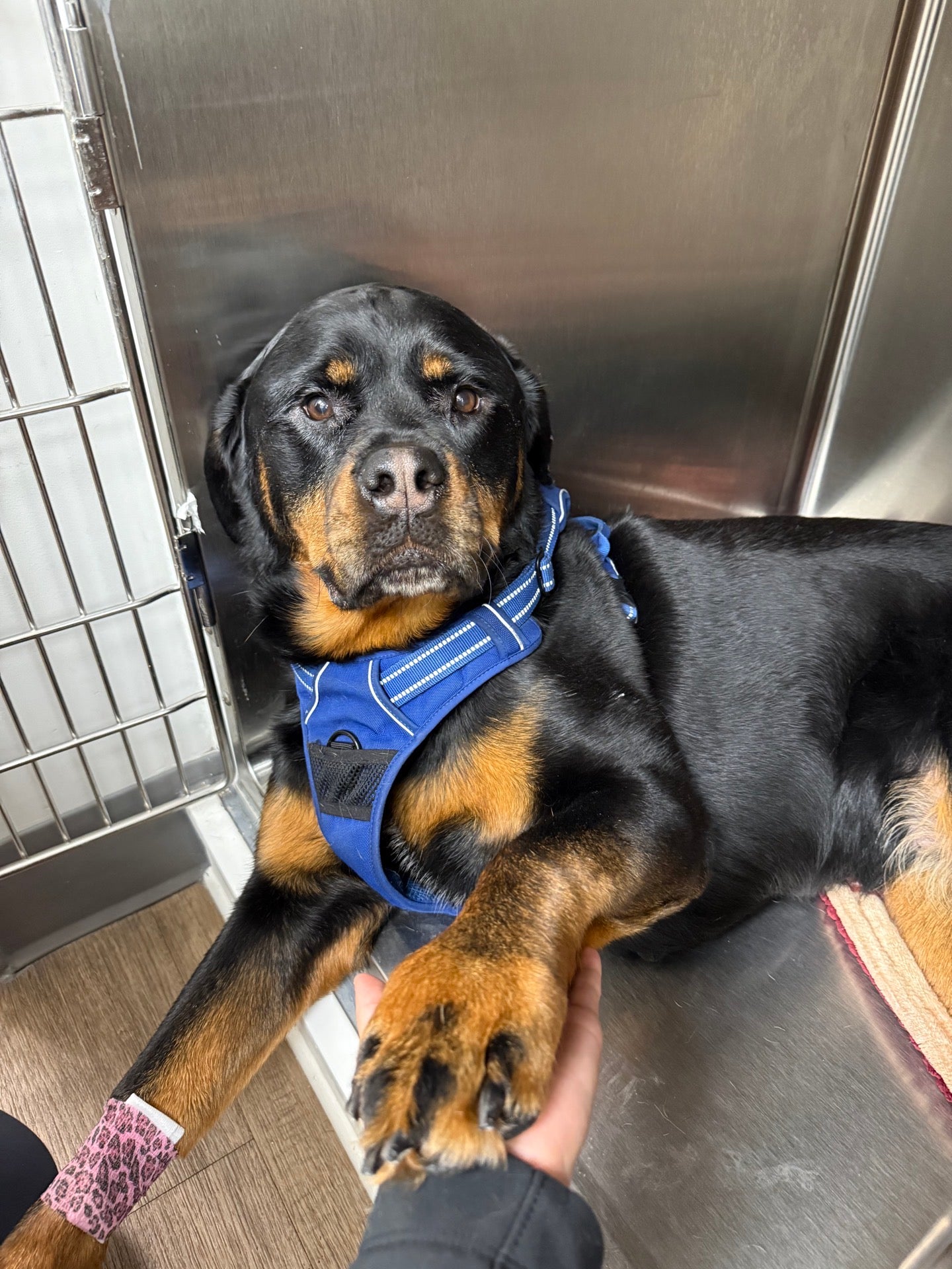 Dog Post-Op