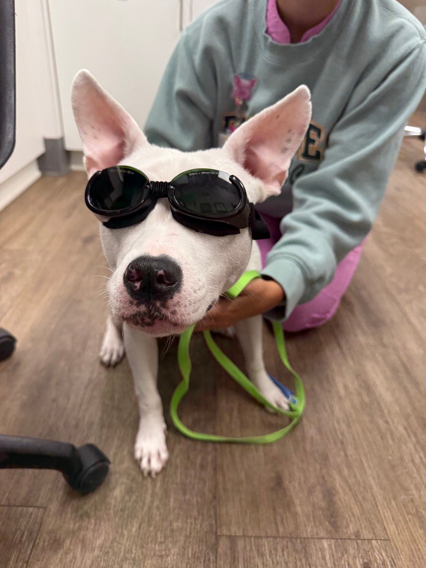 Dog Laser Session