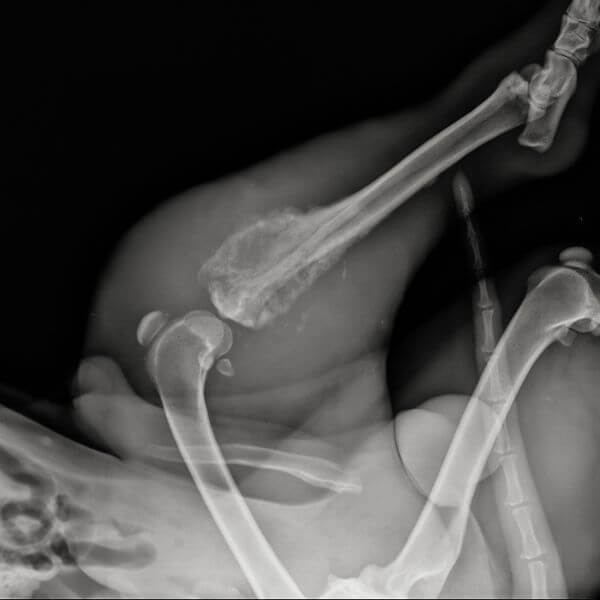osteosarcoma in dogs