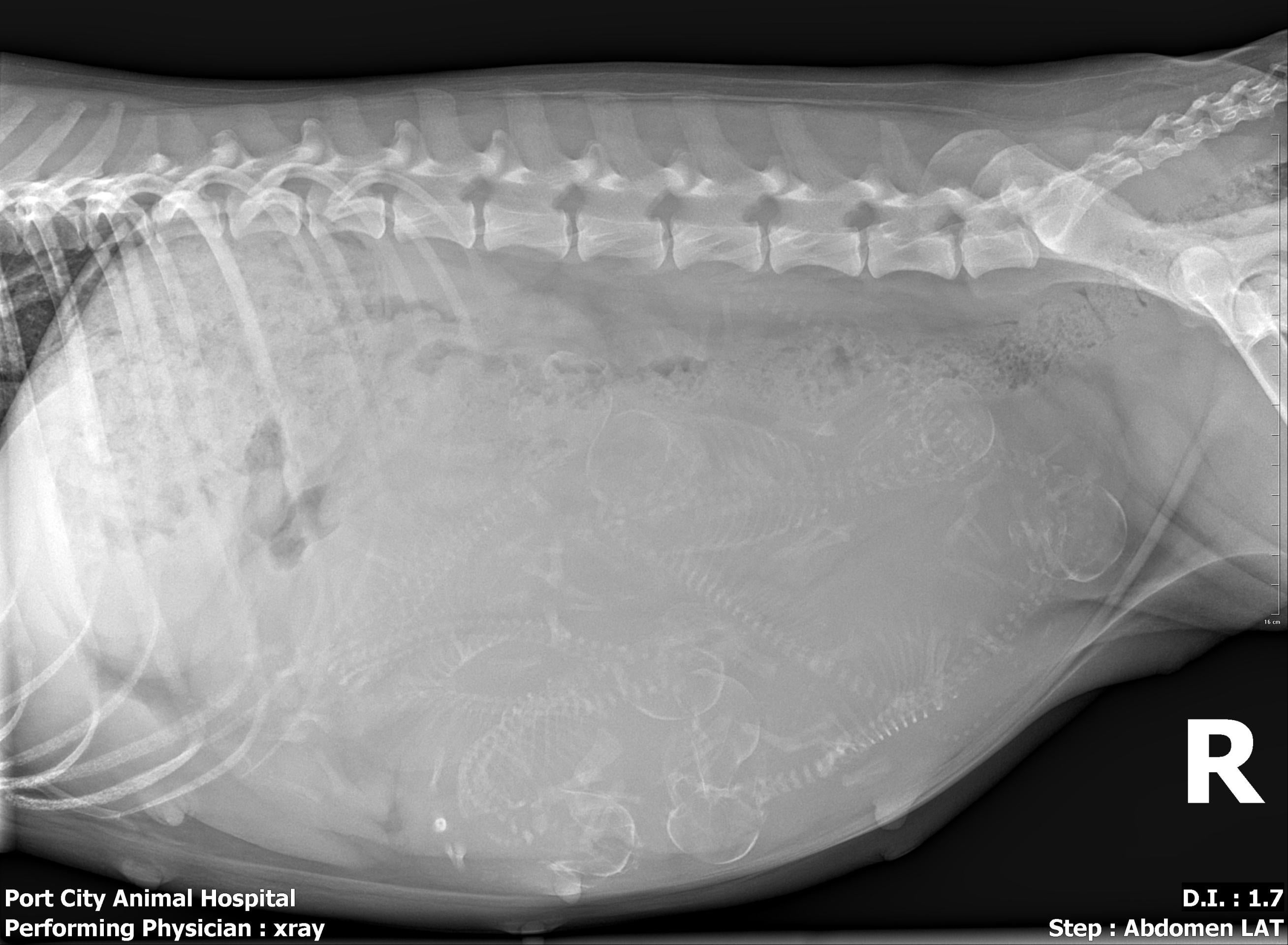 Puppy Count Radiograph PCAH
