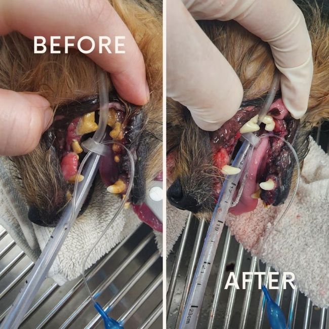 Dog Dental — Grade 4 (Before and after)