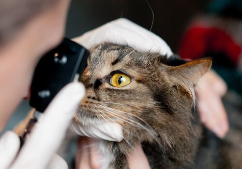 Cat Eye Exams at Port City Animal Hospital in Savannah, GA