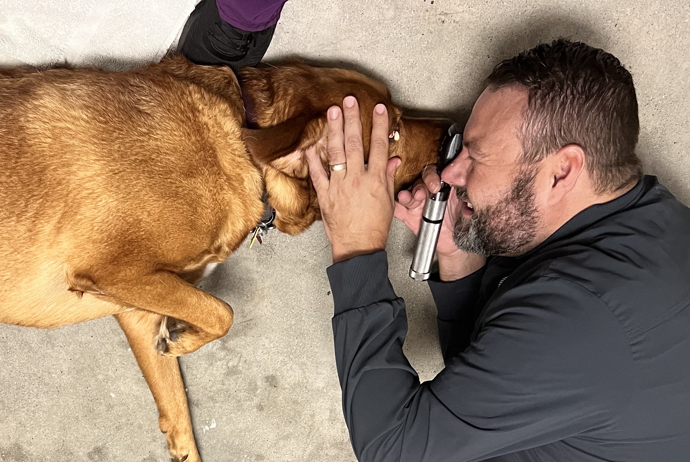 dog_otoscope