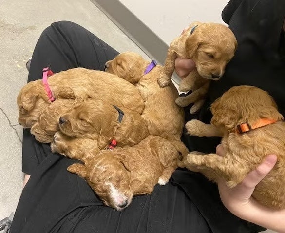 Reproductive care at Port City Veterinary Hospital