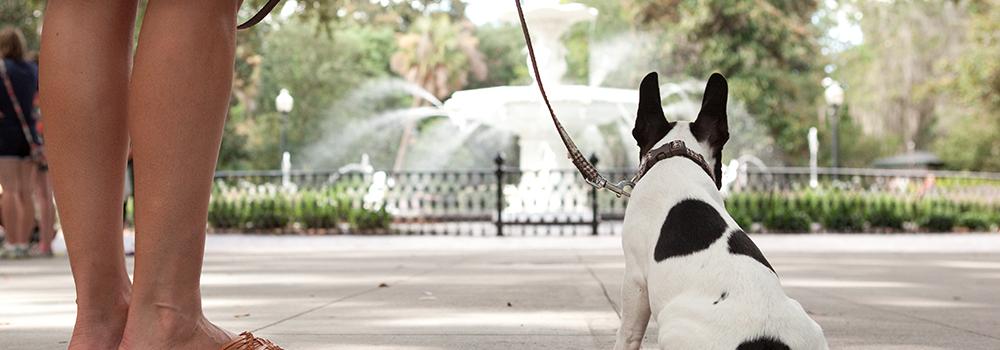 Pet friendly city of Savannah