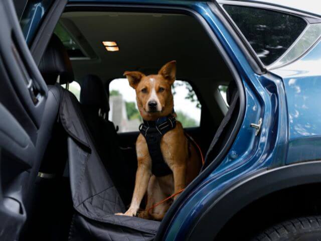 Domestic pet travel &mdash; dog travelling safely with seatbelt in car.