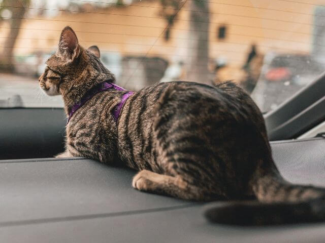 Domestic pet travel &mdash; cat travelling safely with seatbelt in car.