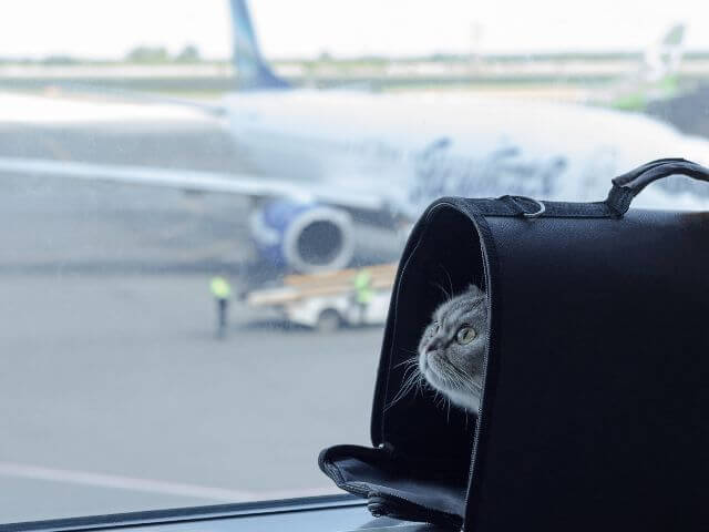 International pet travel — cat travelling safely with carrier in airport.