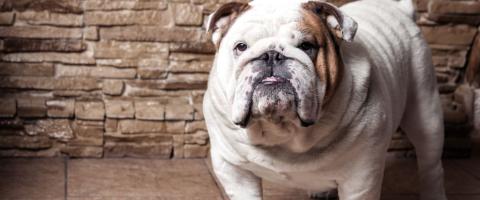 English Bulldog, GeniusVets breed library English Bulldog, GeniusVets breed library