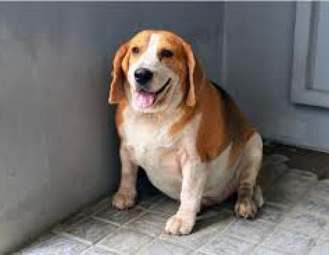 Pet Obesity Awareness Day: 6 Tips to Keep Your Dogs and Cats Healthy