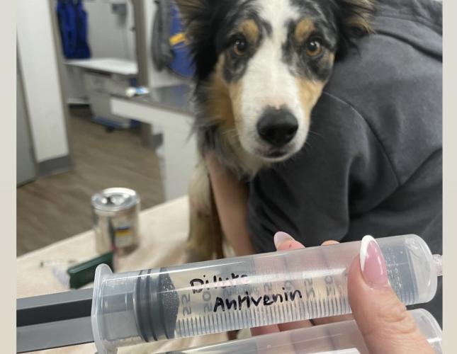 Pet Snakebites in Savannah, GA: Prevention, Symptoms, and Emergency Care