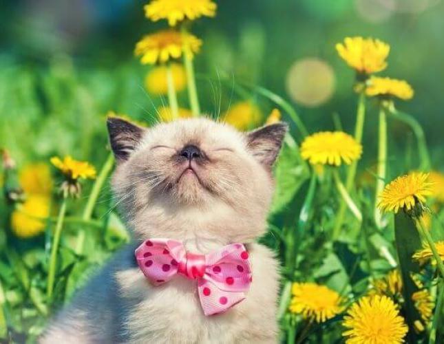 Springing Forward! 5 Pet-Related Reminders For the Upcoming Time Change