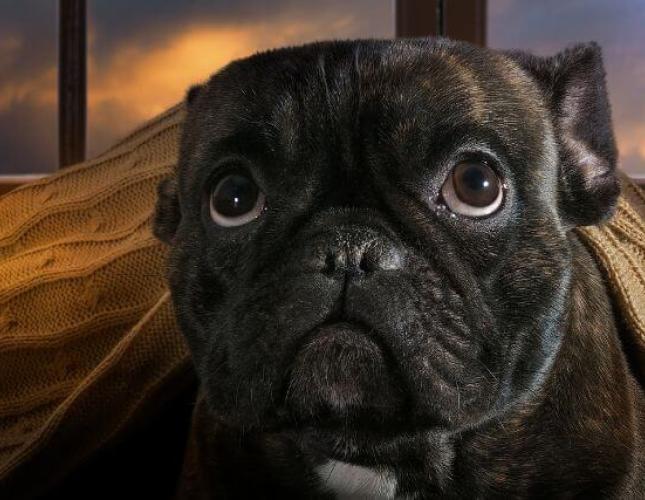 How to Calm a Dog During Thunderstorms: Treating Storm Anxiety in Dogs