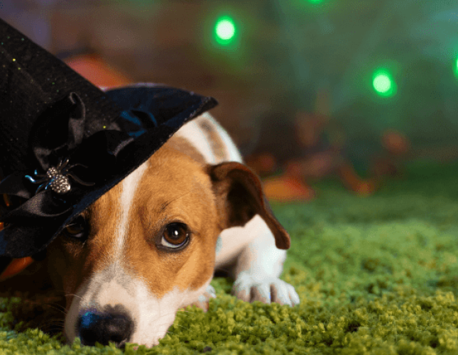 How to Have a Ghoulishly Great Halloween While Keeping Your Pets Safe