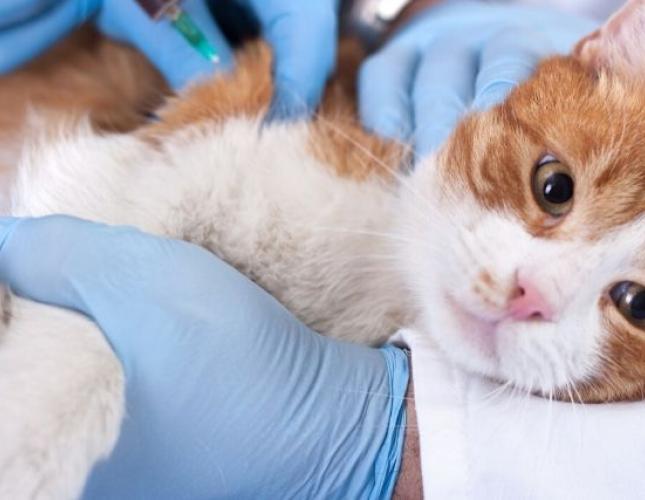Are Low-Cost Vaccine Buses a Scam? Don&#039;t Put Your Pet at Risk