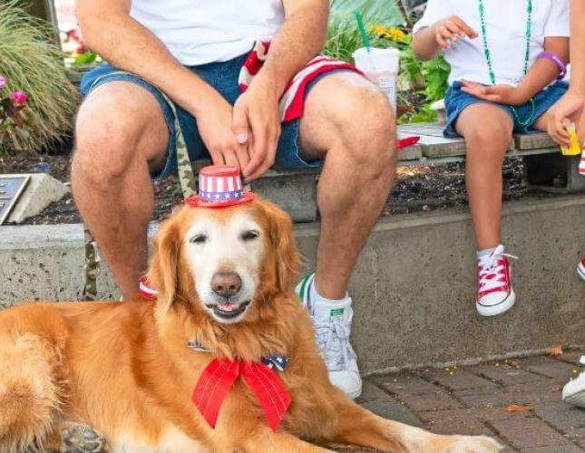 The Secret to Handling Fraidy Cats and Nervous Doggos This July 4th