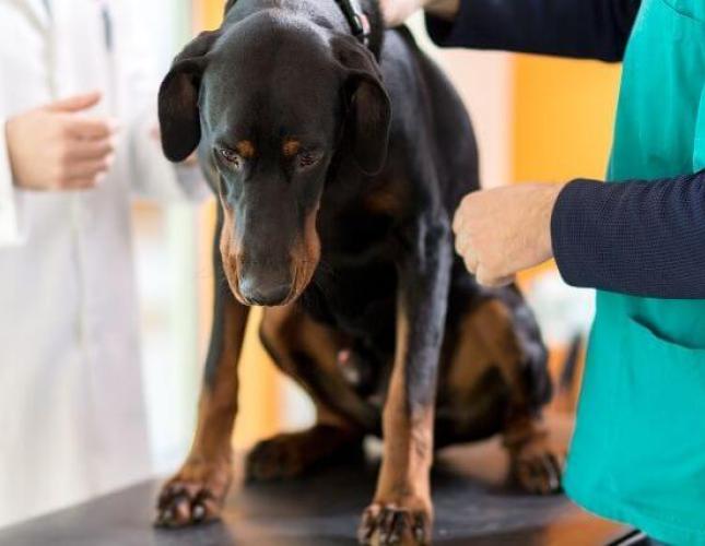 Signs of Dog Cancer That You Should Never Ignore