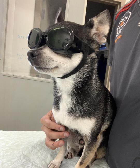 dog with goggles