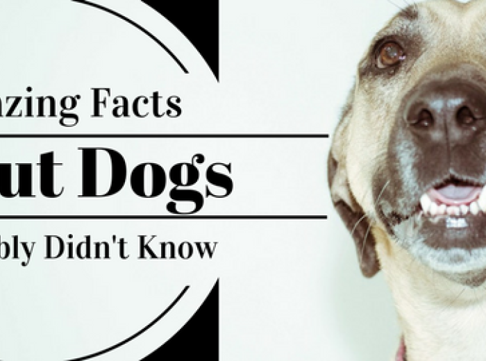 23 Amazing Facts About Dogs You Probably Didn't Know