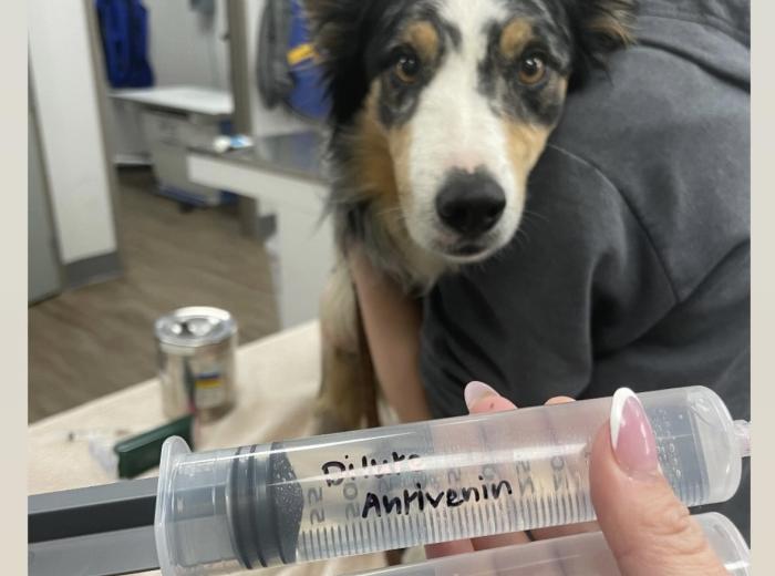 Pet Snakebites in Savannah, GA: Prevention, Symptoms, and Emergency Care