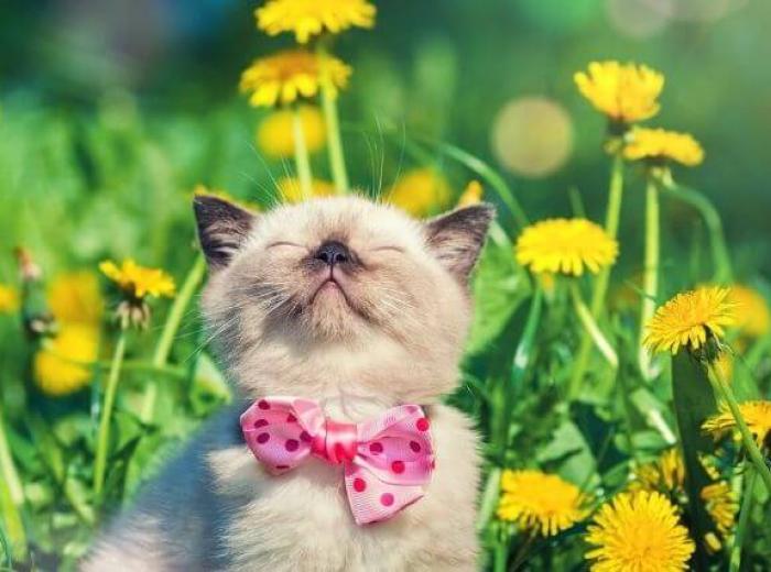 Springing Forward! 5 Pet-Related Reminders For the Upcoming Time Change