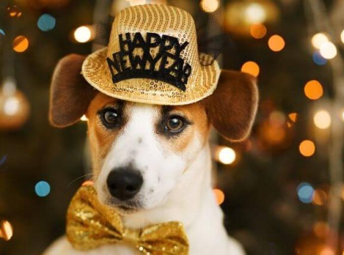 6 Ways to Set Your Dog Up for Optimal Health in the New Year