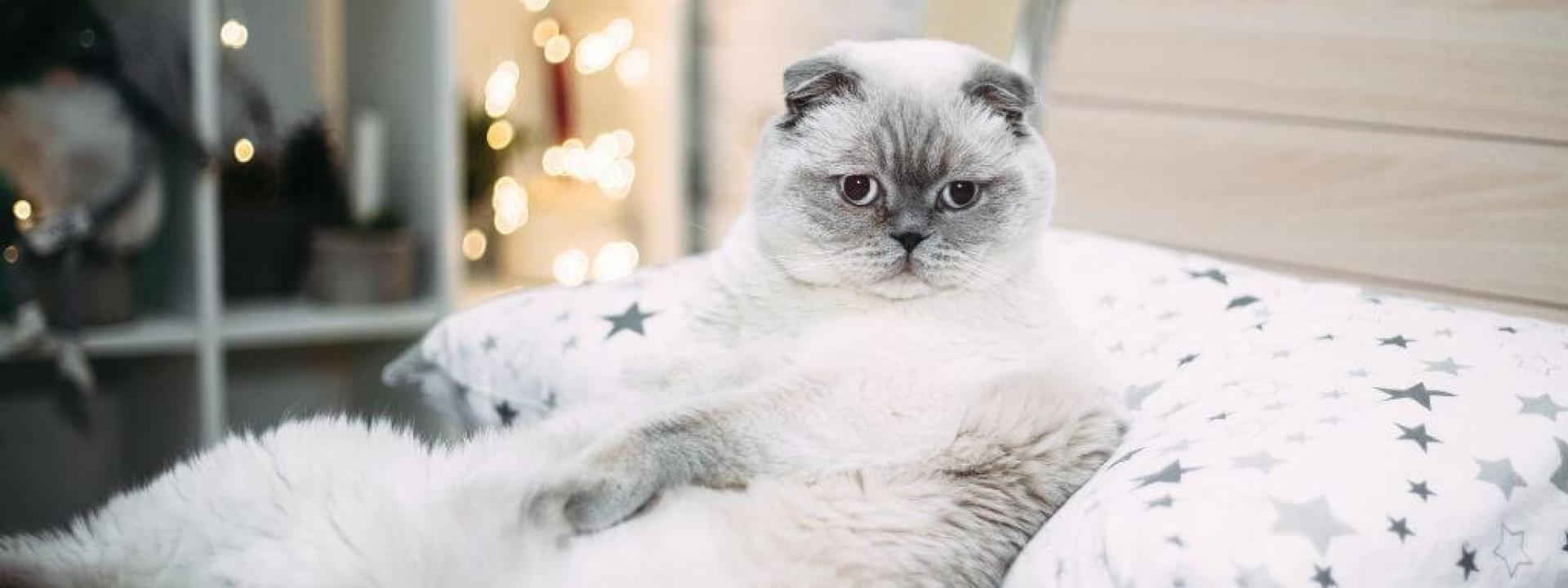 ways to combat pet obesity ways to combat pet obesity