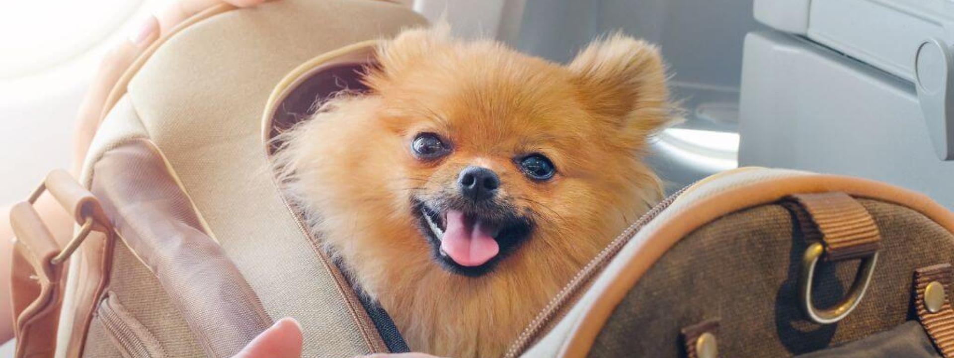 How to Bring a Dog into the US: The Latest Dog Importation Regulations Explained How to Bring a Dog into the US - small dog in a bag on a plane