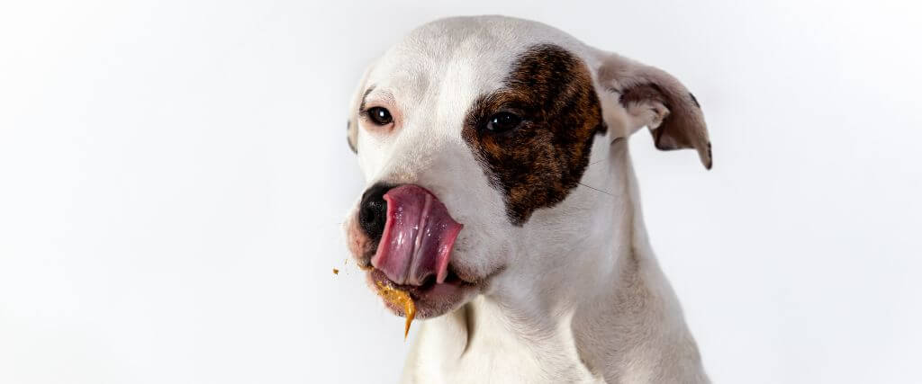 Tips & Tricks for Medicating Your Dog